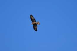 Image of Barred honey buzzard