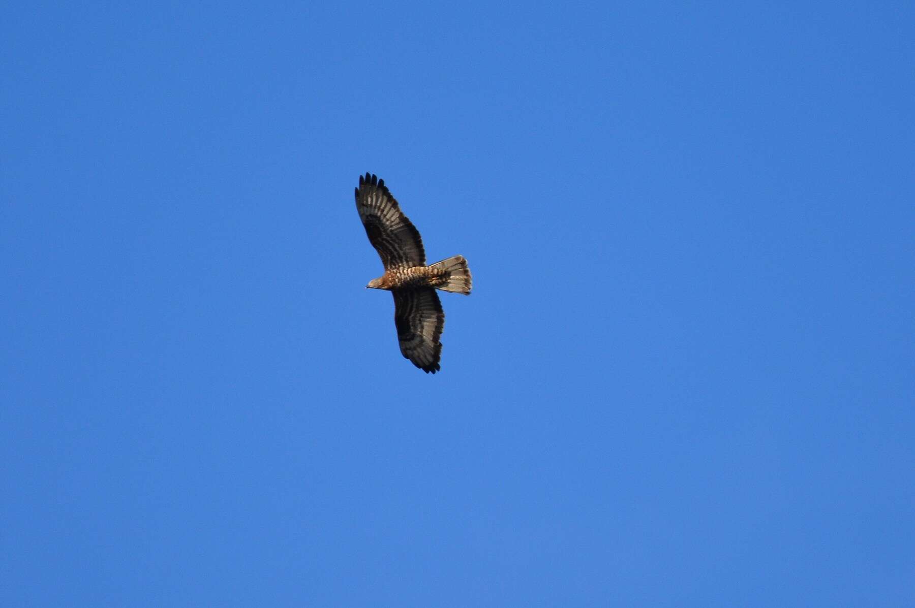 Image of Barred honey buzzard
