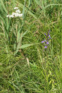 Sivun Achillea acuminata (Ledeb.) Sch. Bip. kuva