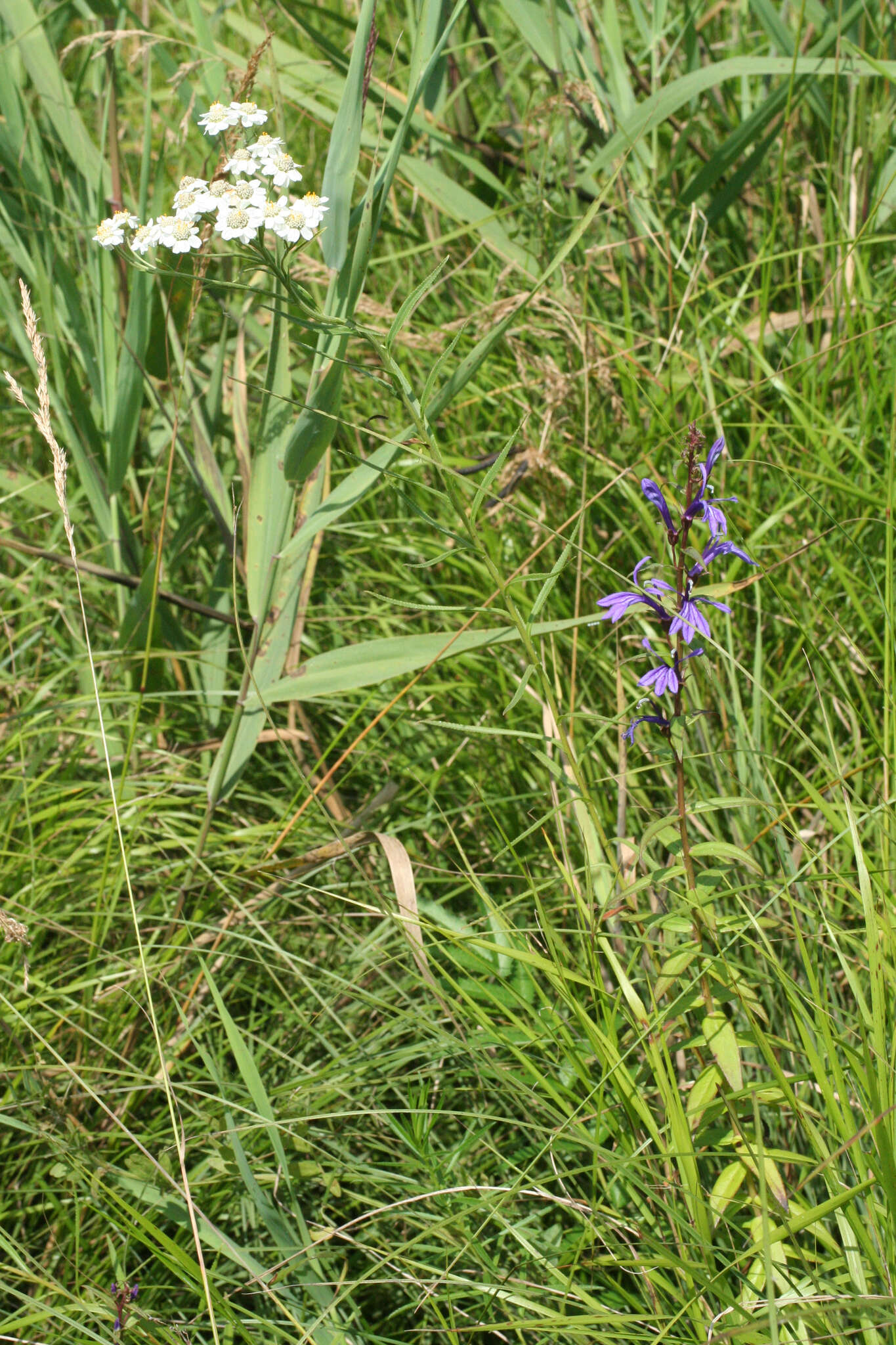 Image of Achillea acuminata (Ledeb.) Sch. Bip.