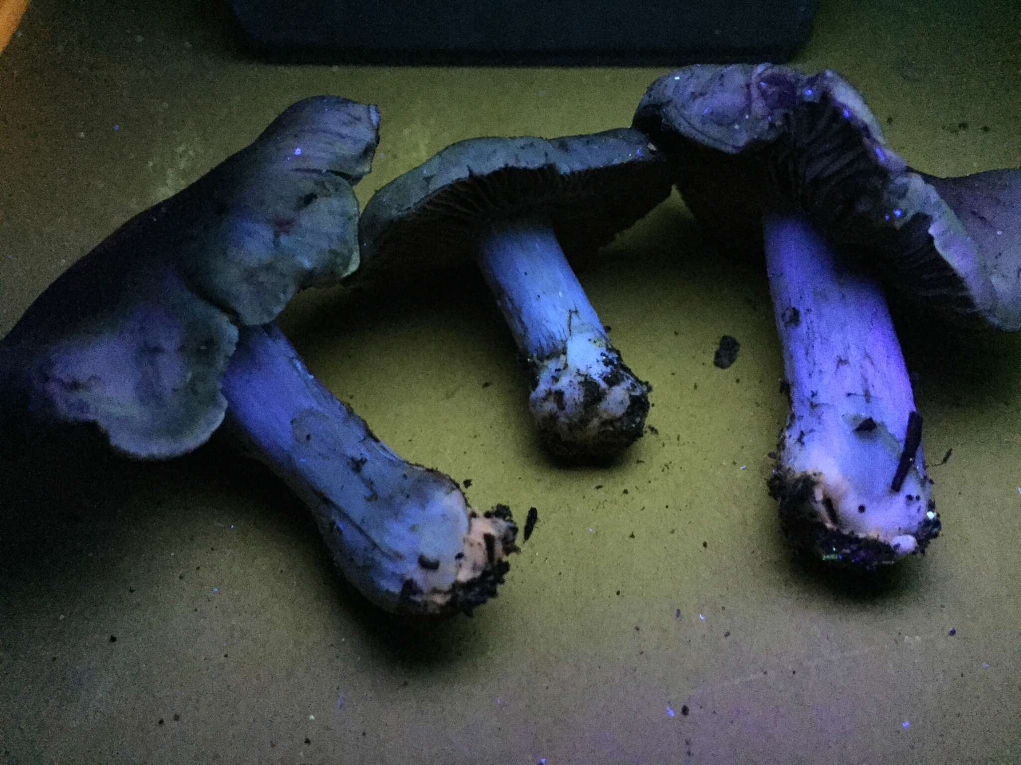 Imagem de Cortinarius bridgei Ammirati, Niskanen, Liimat., Bojantchev & L. Fang 2017