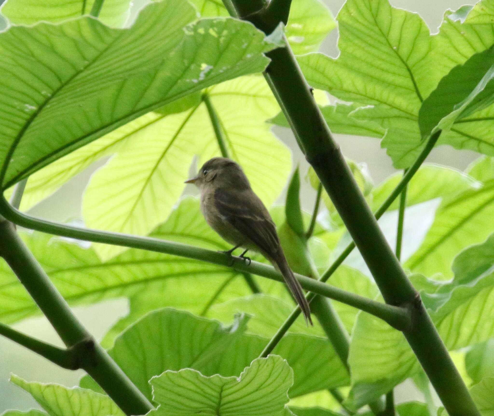 Image of Jamaican Pewee