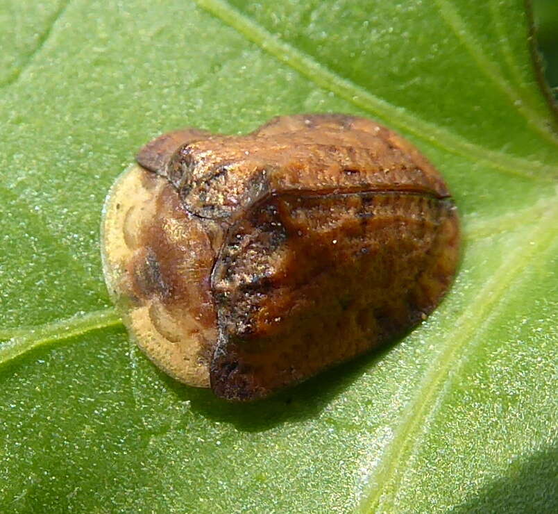 Plancia ëd Acrocassis (Acrocassis) gibbipennis (Boheman 1854)