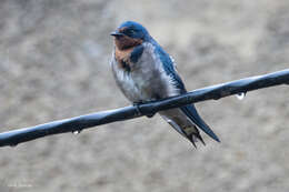 Image of Angola Swallow