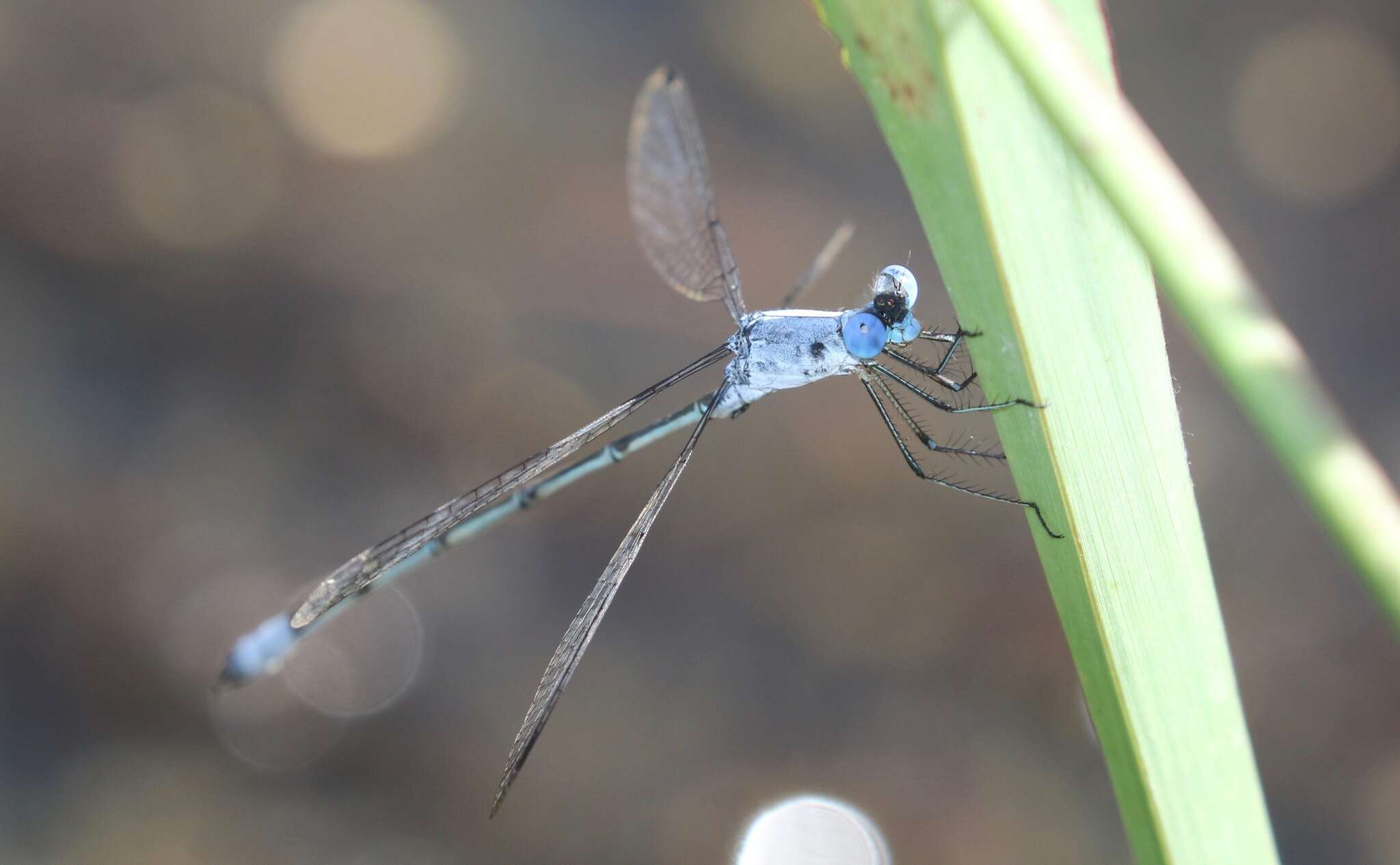 Sivun Lestes sigma Calvert 1901 kuva