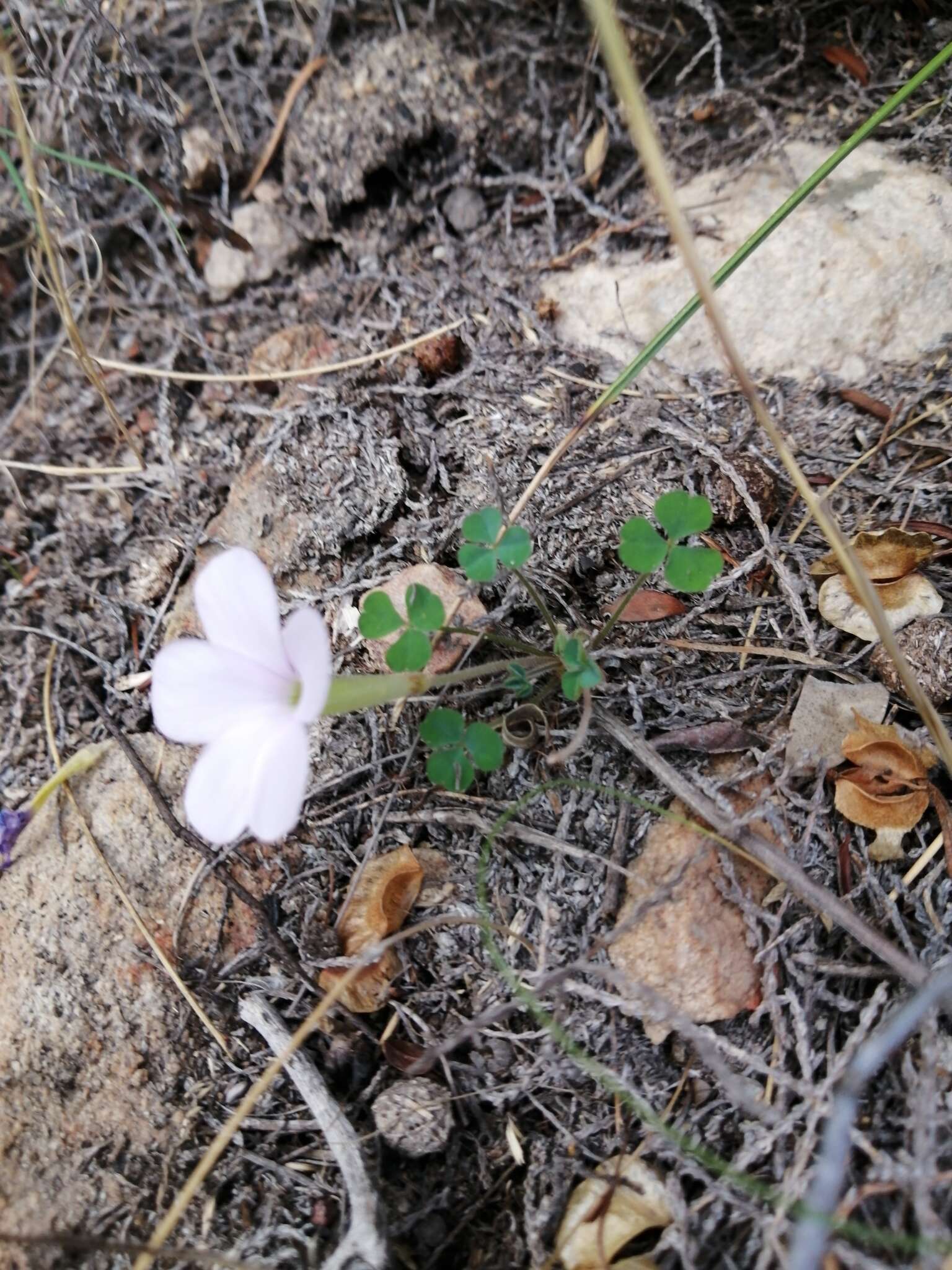 Sivun Oxalis fibrosa F. Bolus kuva