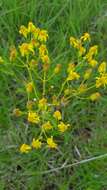 Image of Small's ragwort