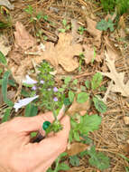 Image of lyreleaf sage