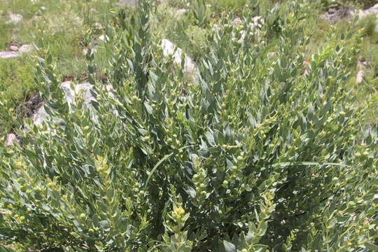 Image of Clutia benguelensis Müll. Arg.