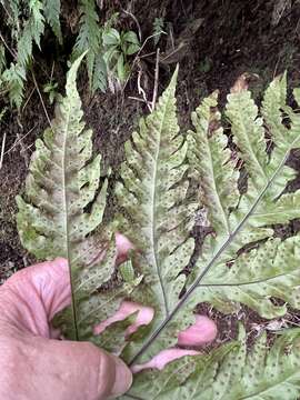 Image of Gaudichaud's halberd fern