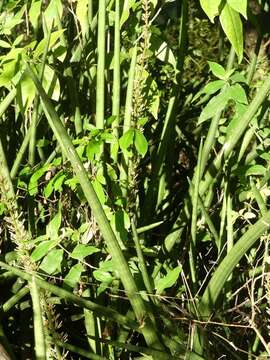 Image of African bowstring hemp