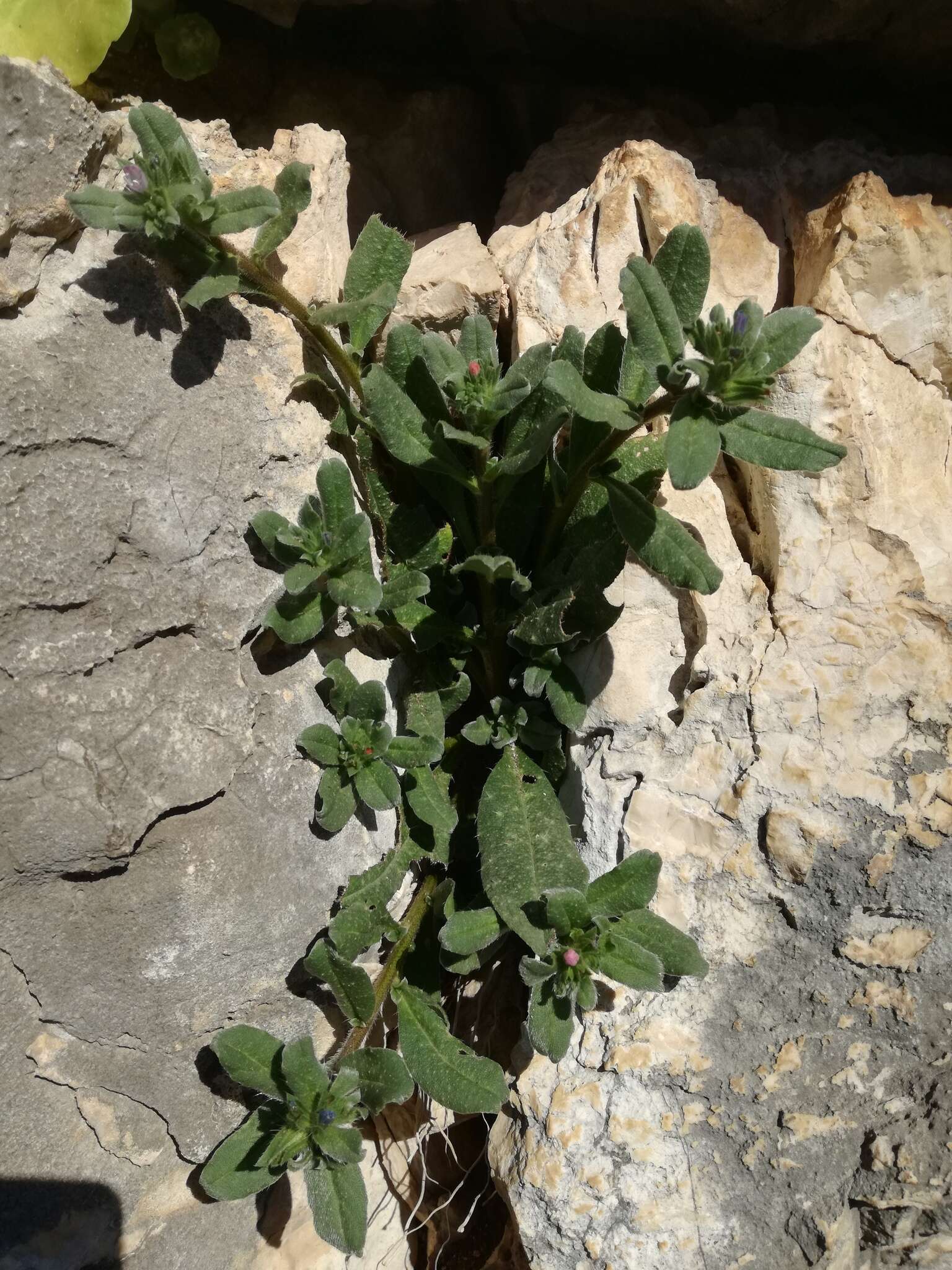 Image of Echium parviflorum Moench