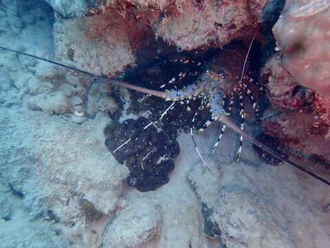 Image of Ornate Spiny Lobster