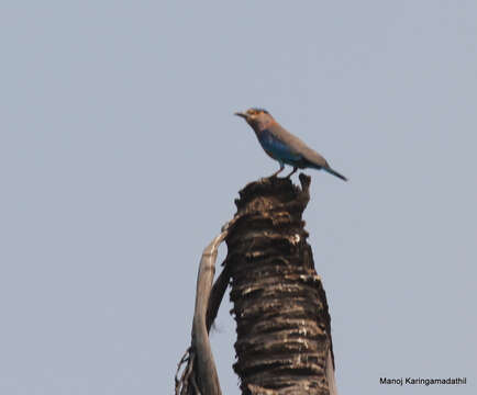 Image of Indian Roller