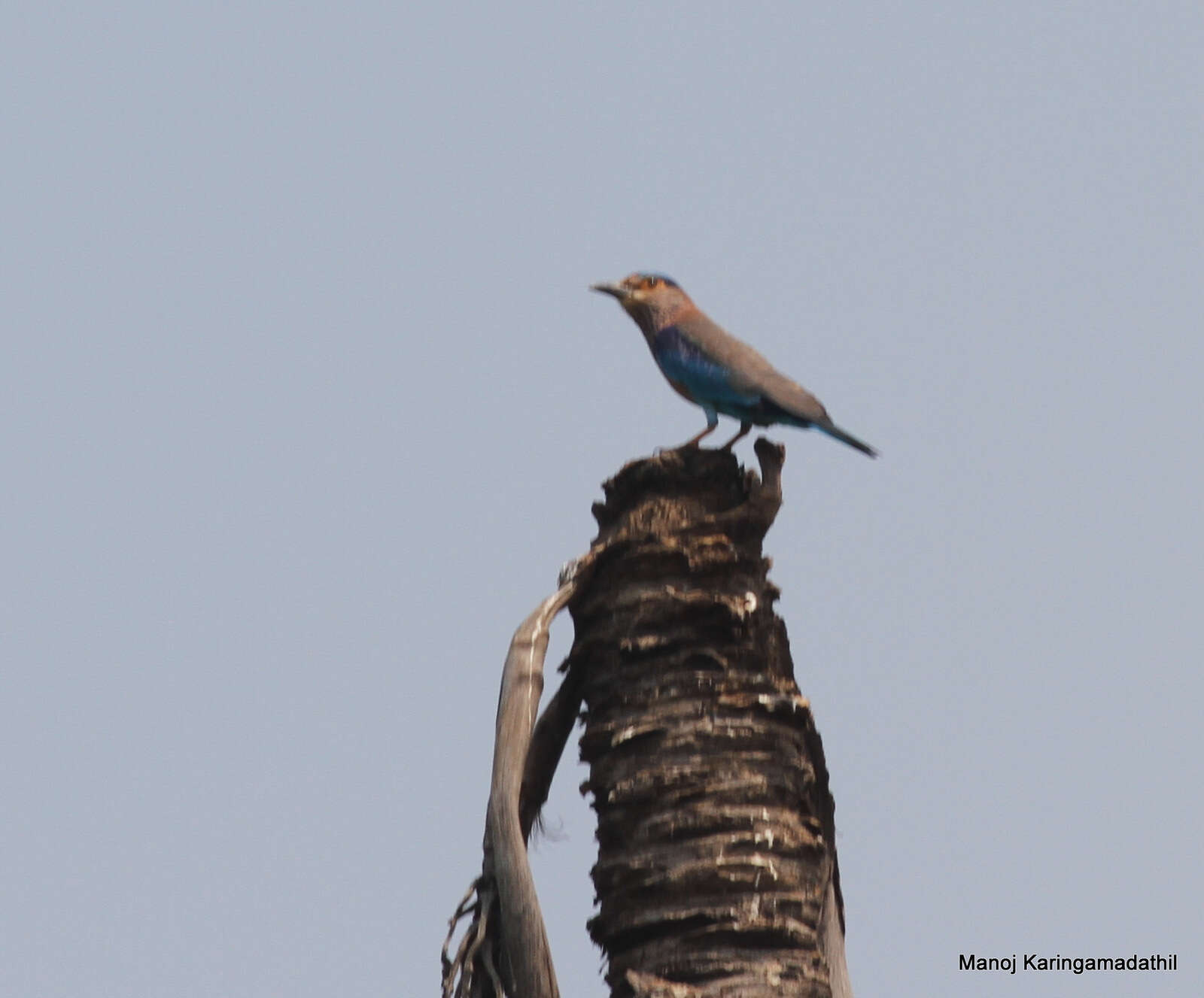 Imagem de Coracias benghalensis (Linnaeus 1758)