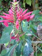 Image of Aphelandra lineariloba Leonard