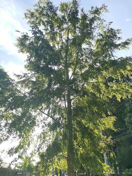 Image de Nothofagus obliqua (Mirb.) Oerst.