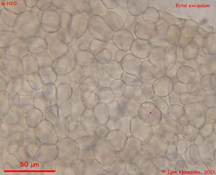 Imagem de Moellerodiscus capillipes (Quél.) M. P. Sharma 1986