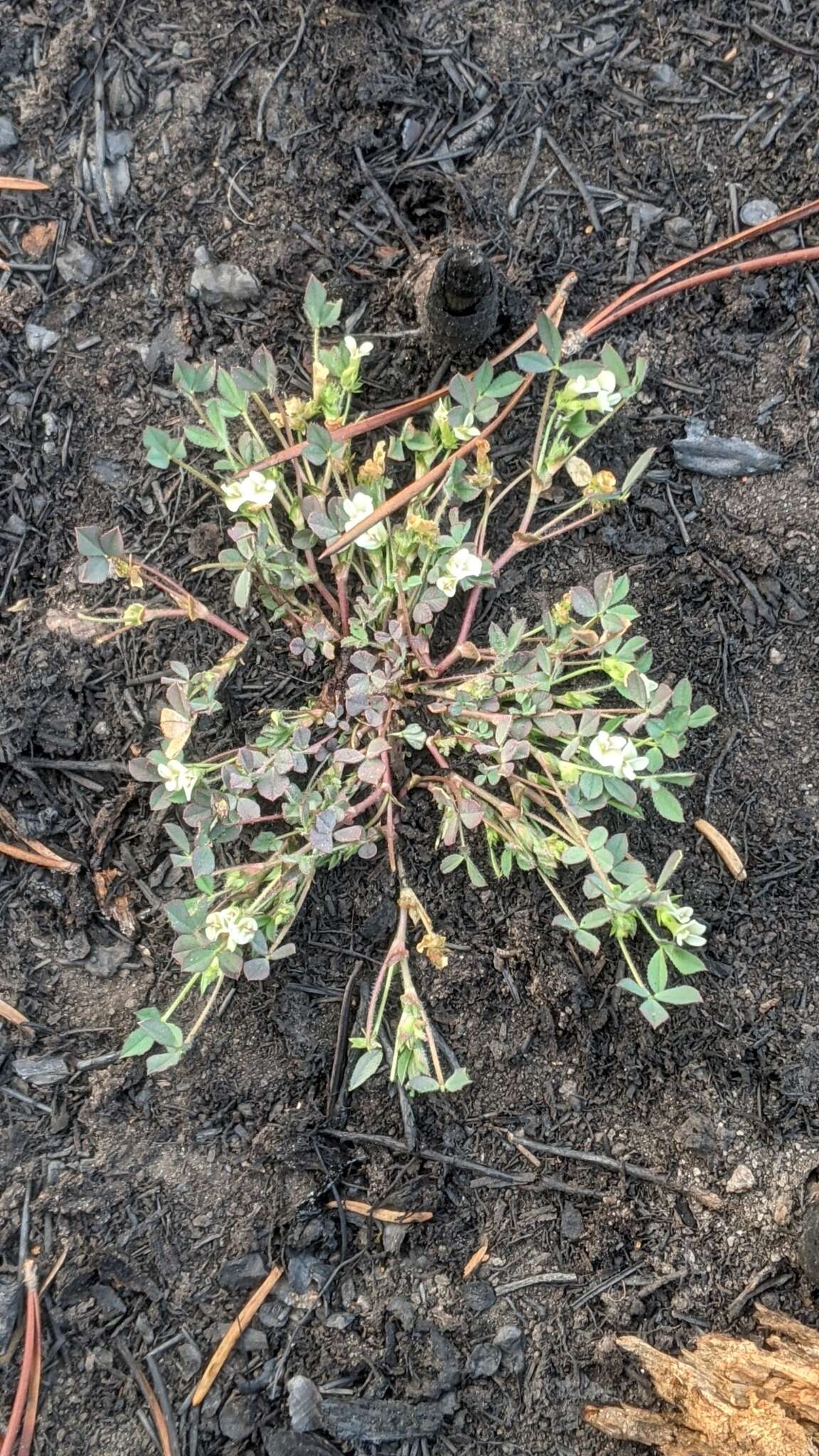 Image of mountain carpet clover