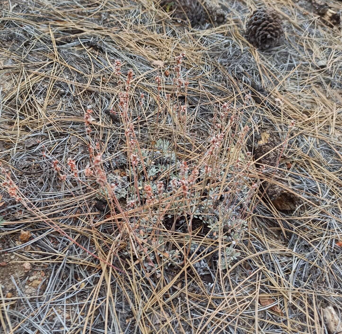 Image of Eriogonum wrightii var. oresbium J. L. Reveal