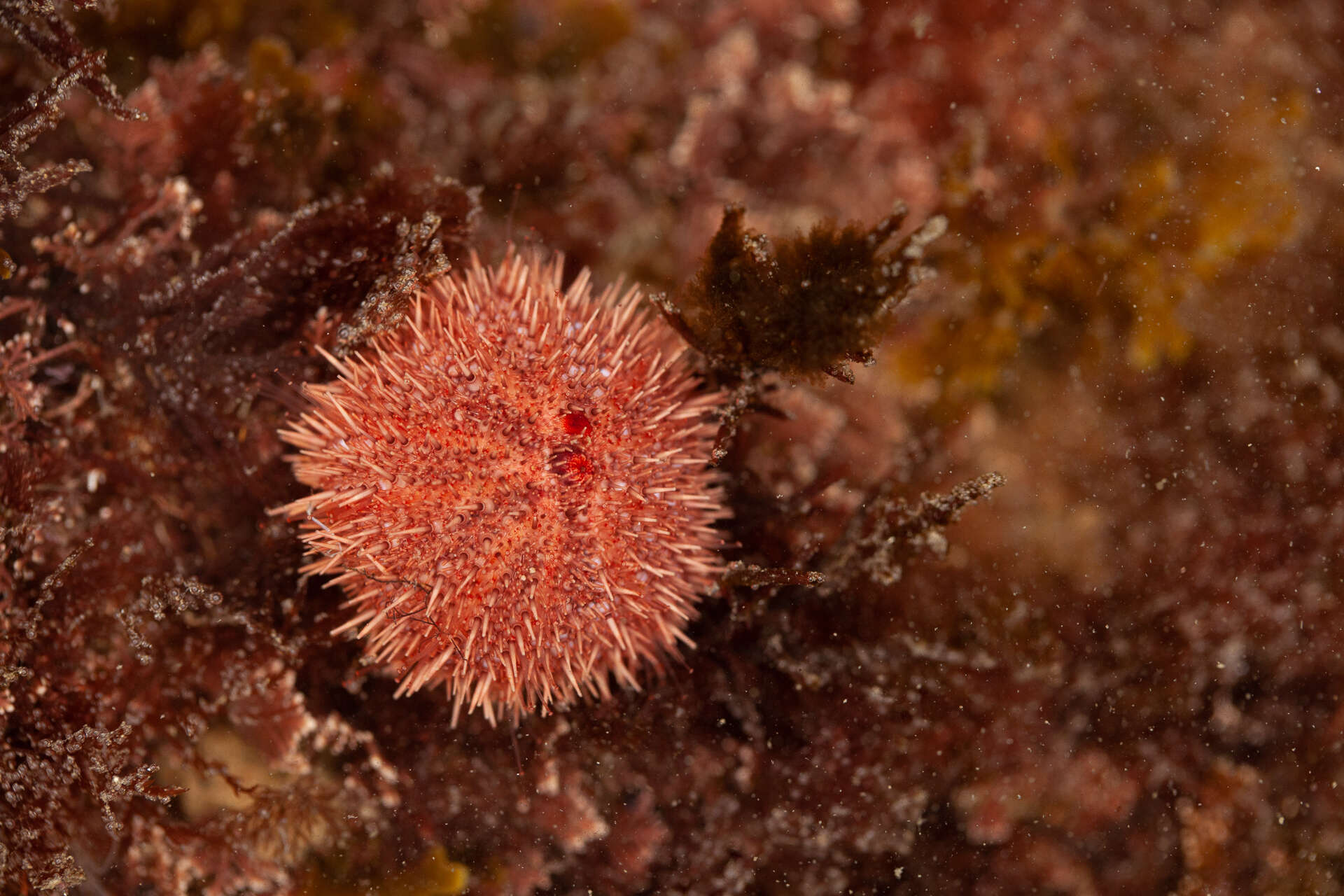 Image de Pseudechinus magellanicus (Philippi 1857)