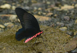 Image of Atrophaneura varuna (White 1842)