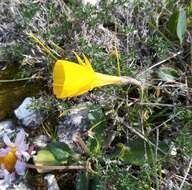 Image of petticoat daffodil