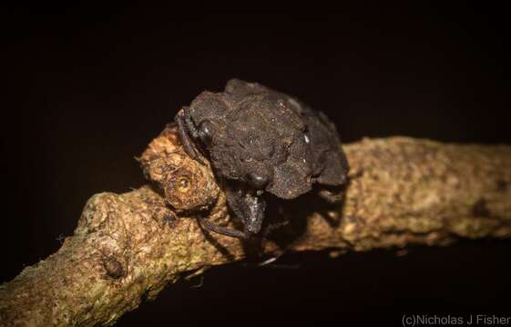 Image of Nerthra falcatus Cassis & Silveira 2002