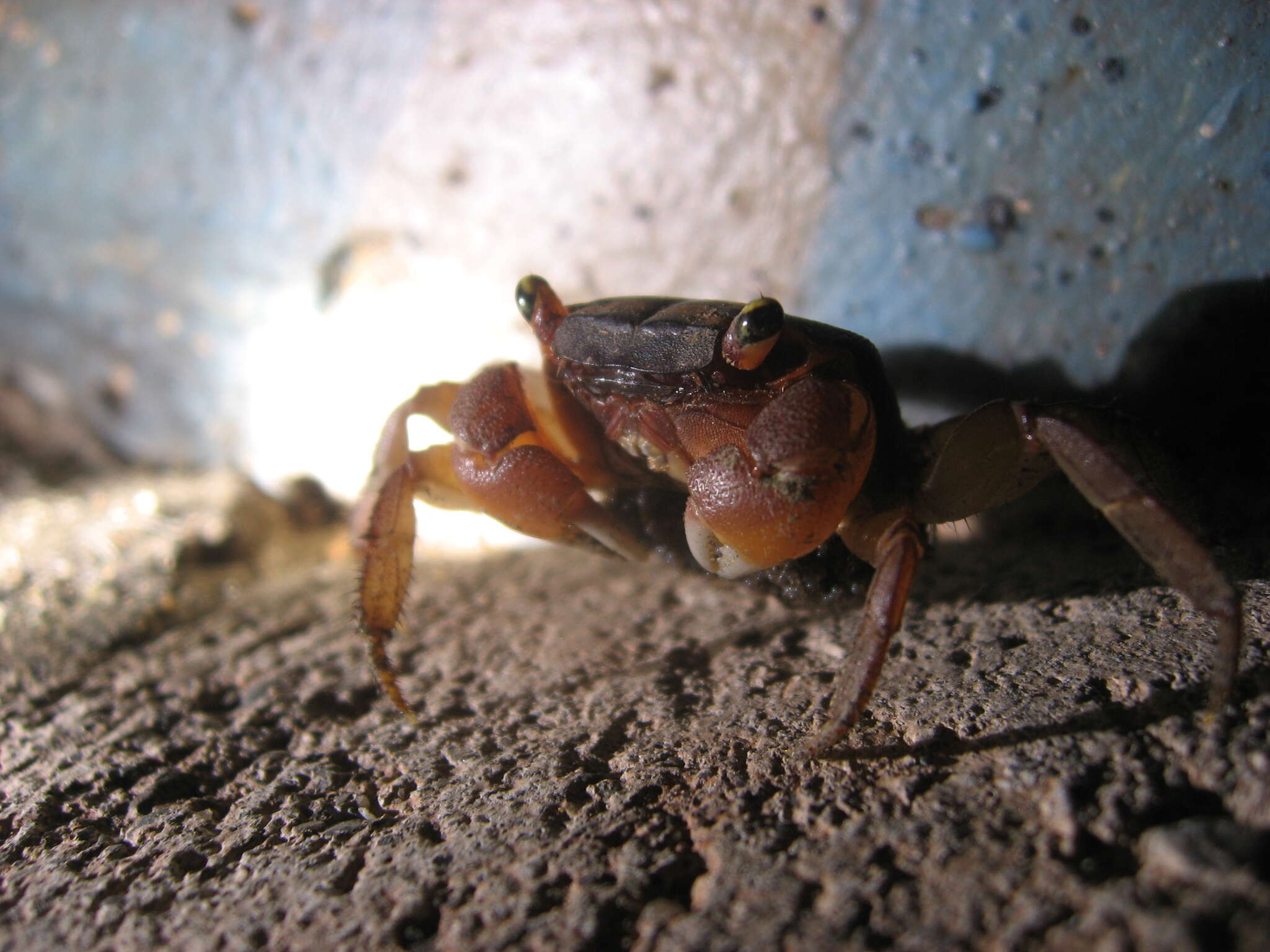 Image of apple crab