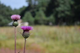 Imagem de Cirsium grahamii A. Gray