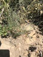 Image of Spring Mountain milkvetch