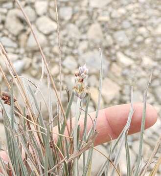 Image of Plantago brasiliensis Sims