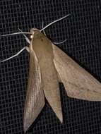 Image of Pale Brown Hawkmoth