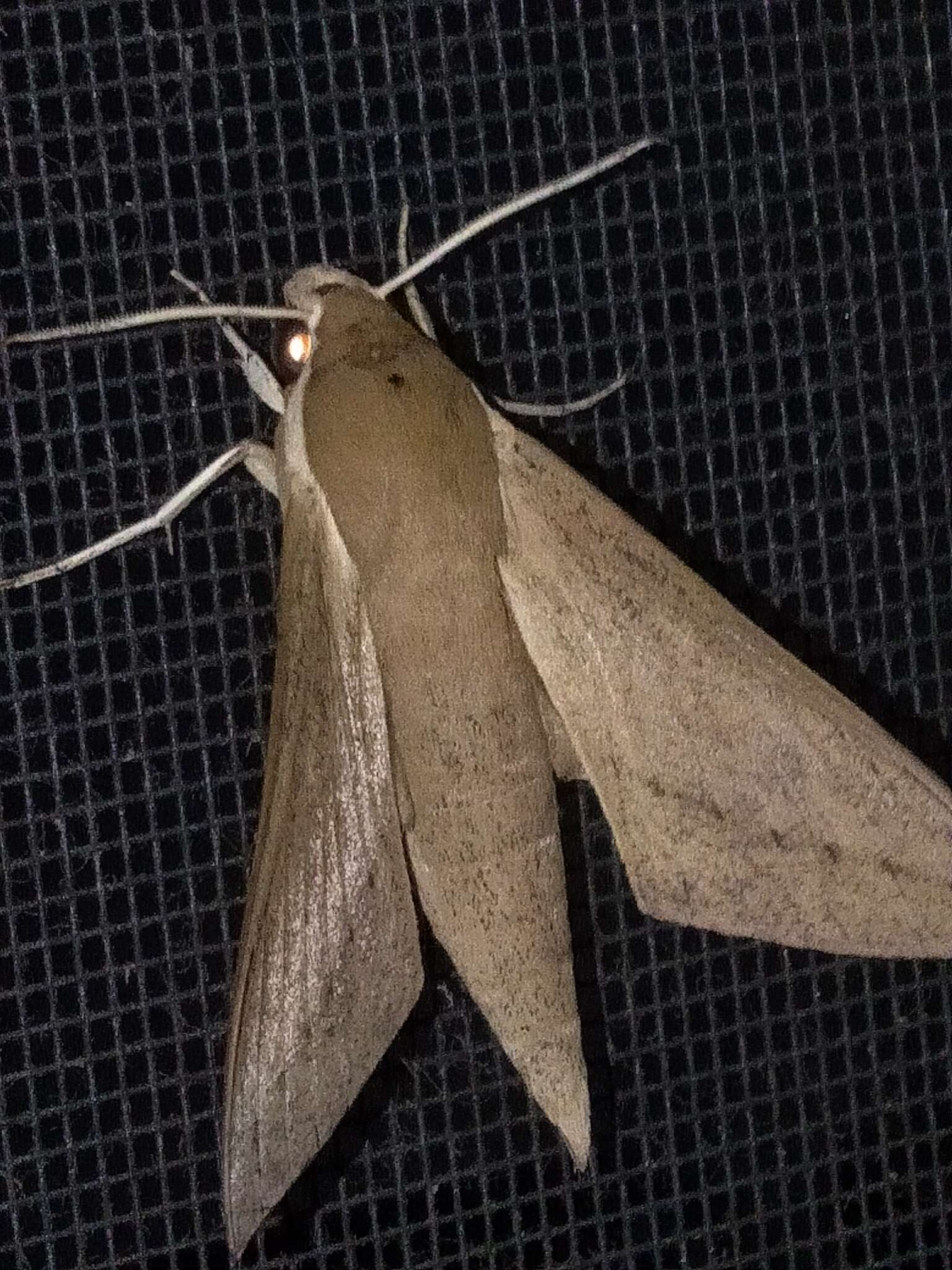 Image of Pale Brown Hawkmoth