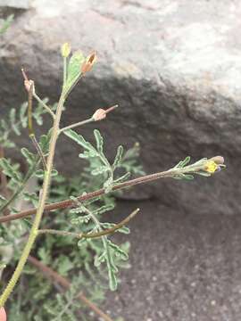 Image of Descurainia pimpinellifolia (Barnéoud) O. E. Schulz