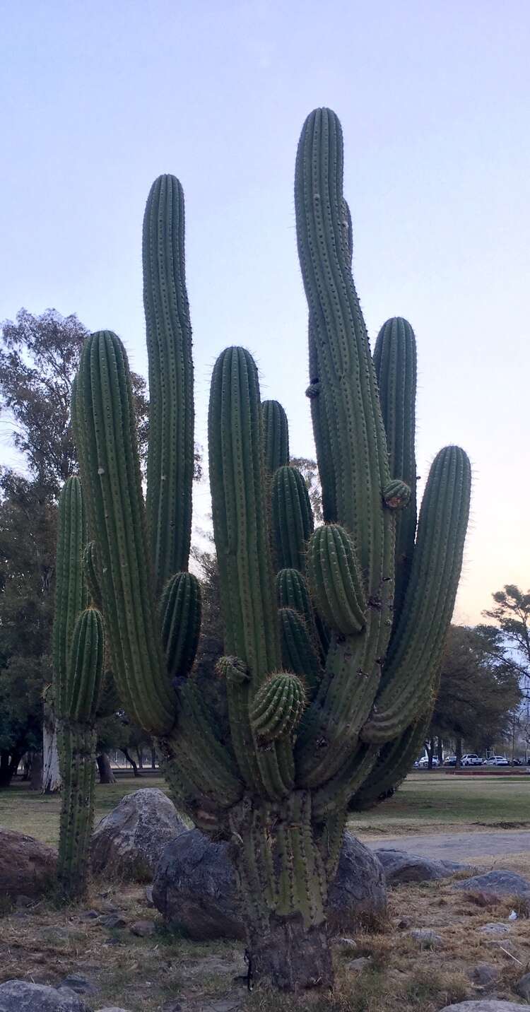 Image of Echinopsis terscheckii (J. Parm. ex Pfeiff.) H. Friedrich & G. D. Rowley