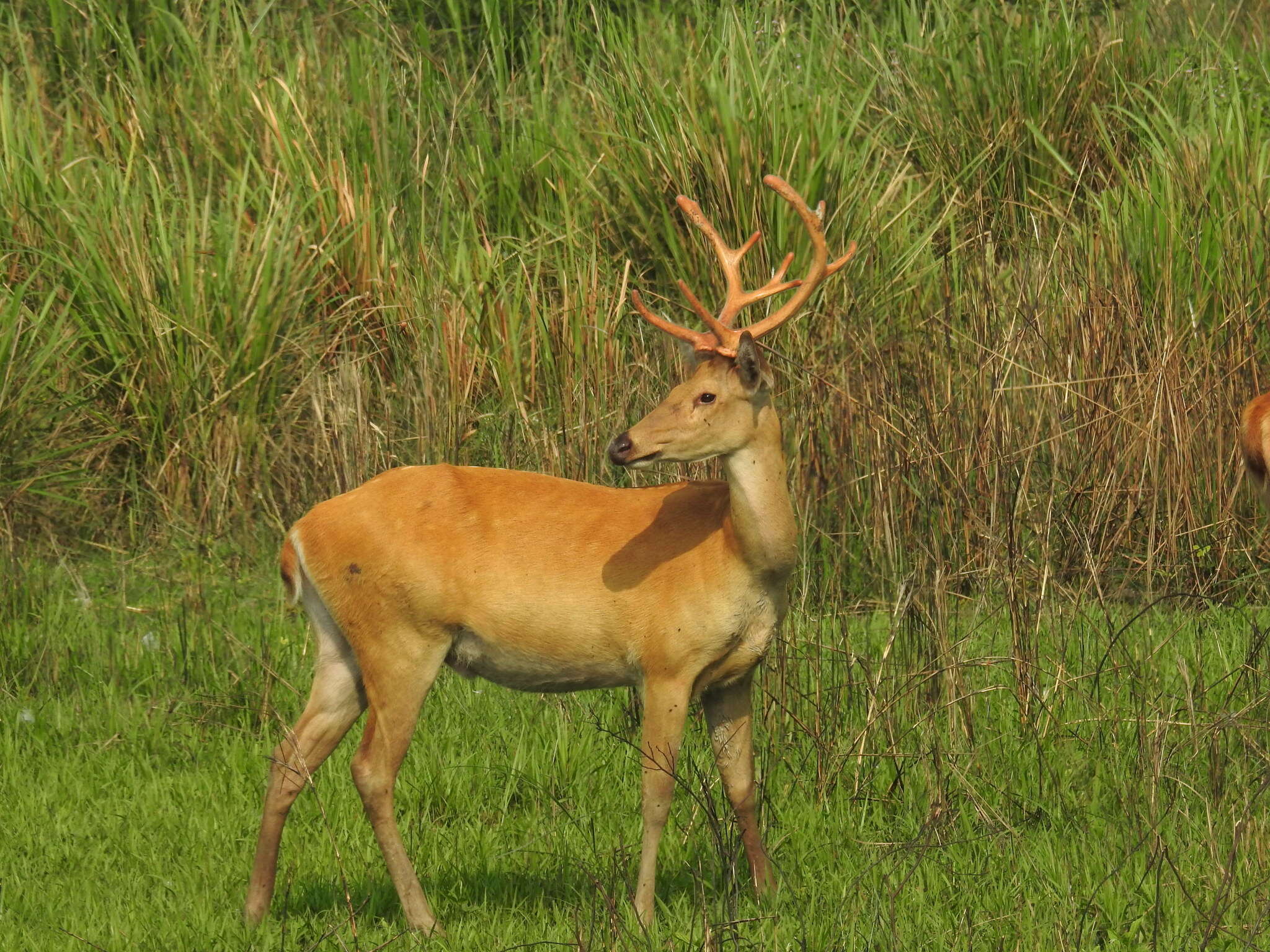 Image of Rucervus duvaucelii ranjitsinhi (Groves 1982)