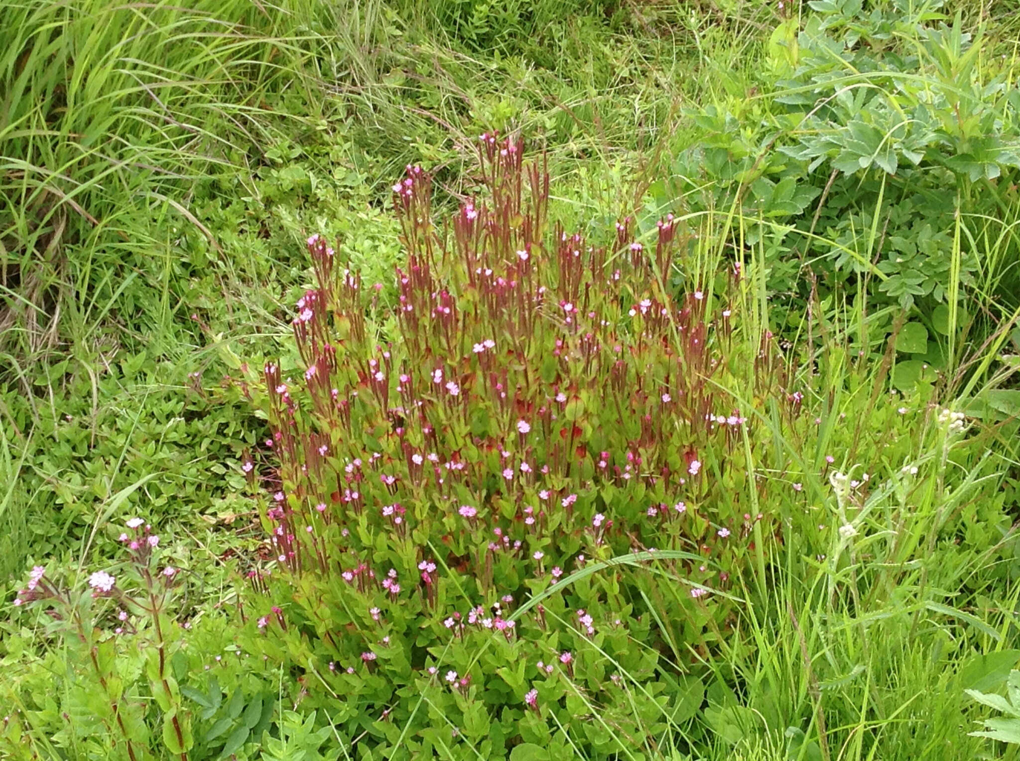 Image of Hornemann's Willowherb