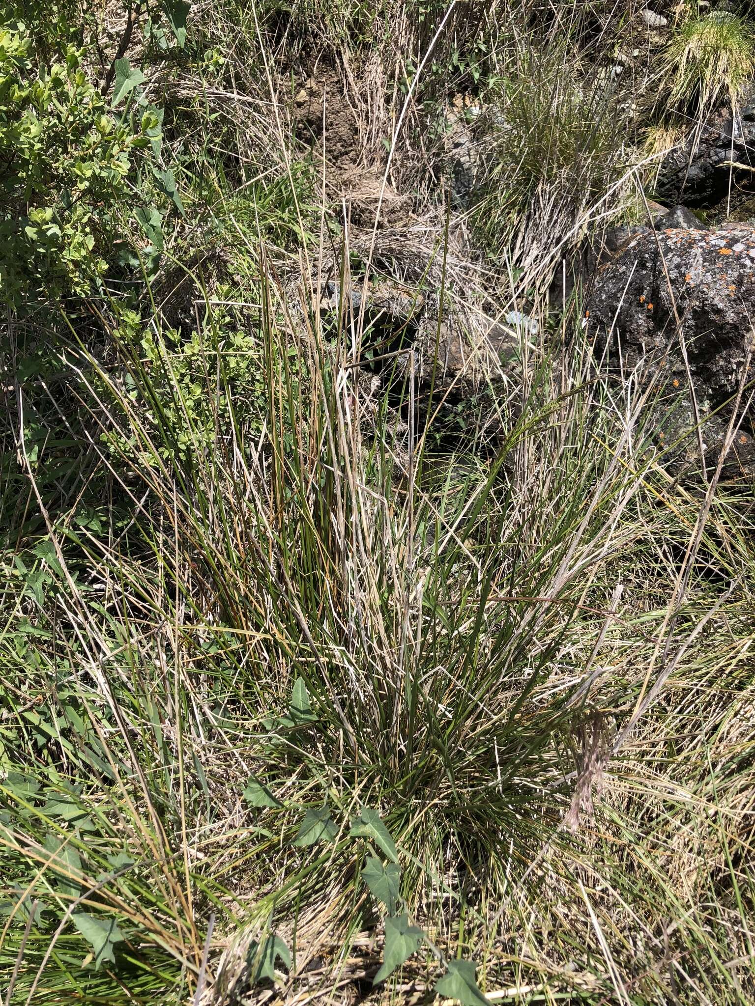 Image of Tufted Hair-grass