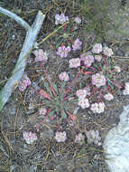 صورة Cistanthe monosperma (E. Greene) M. A. Hershkovitz