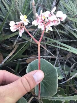 Image of Begonia grisea A. DC.