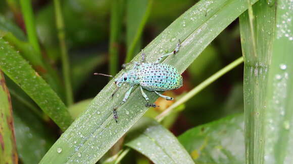 Image of Rhigus nigrosparsus Perty 1832