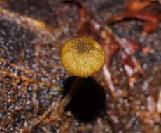 Слика од Simocybe phlebophora E. Horak 1980