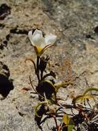 صورة Gentianella calcis subsp. waipara Glenny & Molloy