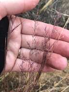 Plancia ëd Muhlenbergia microsperma (DC.) Kunth