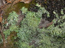 Image of Heterodermia japonica (M. Satô) Swinscow & Krog