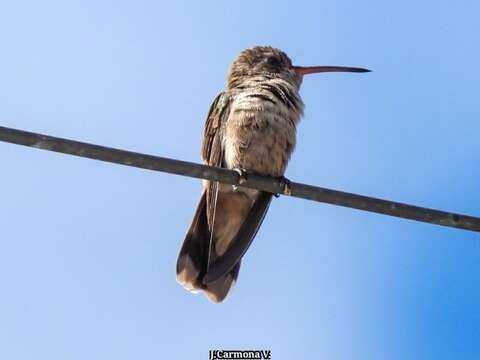 Phaeoptila Gould 1861 resmi