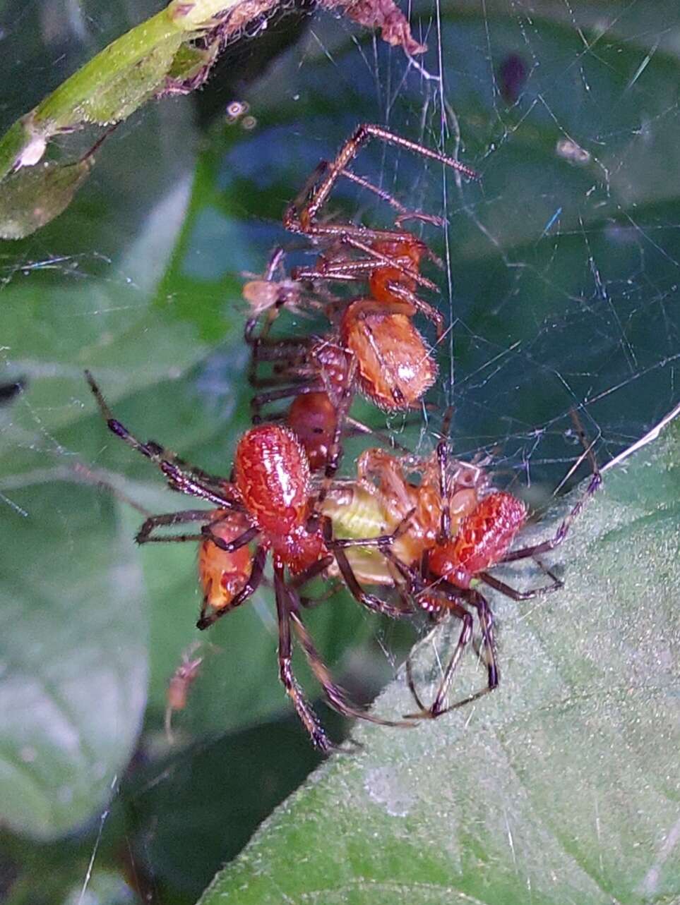 Image of South American social spider