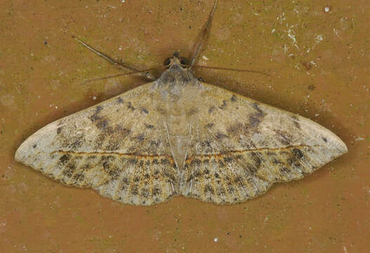 Image of Velvetbean Caterpillar Moth