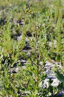 Image of Osteospermum monstrosum (Burm. fil.) J. C. Manning & Goldblatt